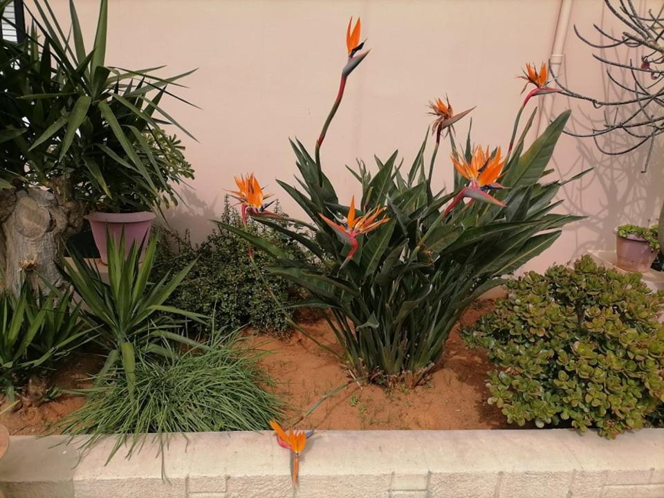 Kydoni Apartments And Studios Agia Marina 외부 사진